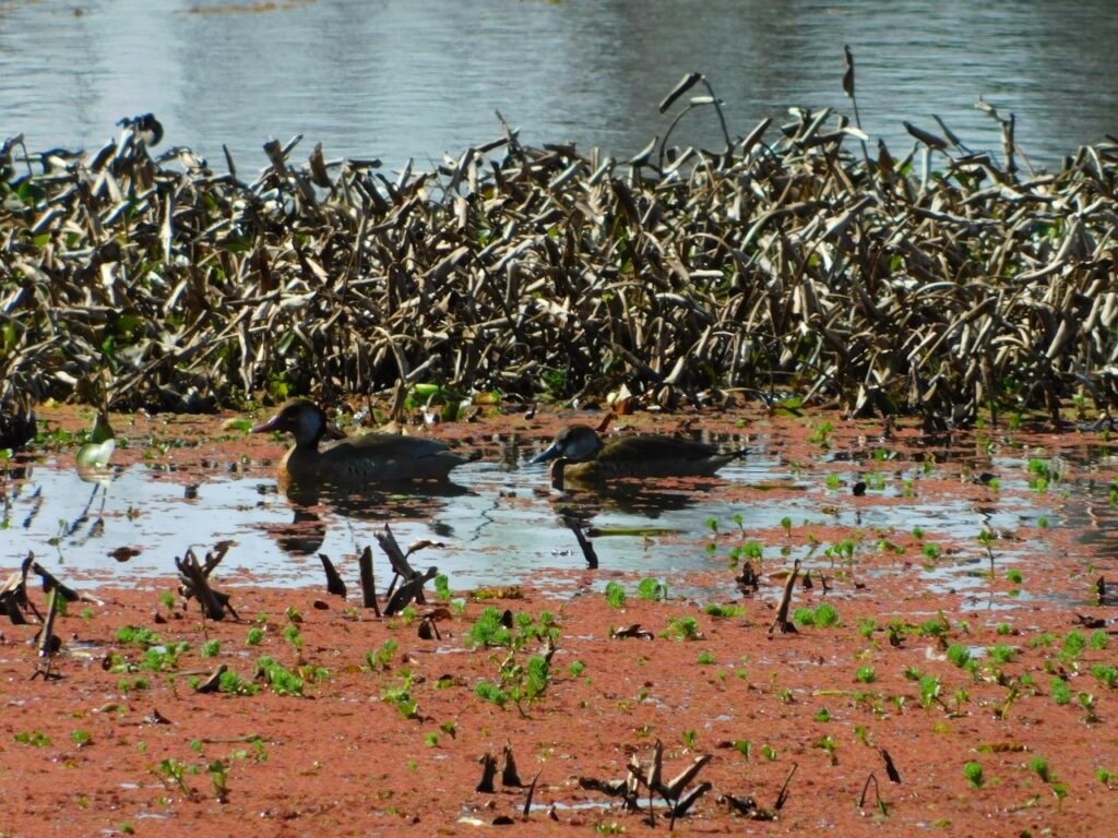 Parque Río de los Pajaros