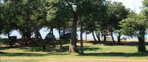 arboles