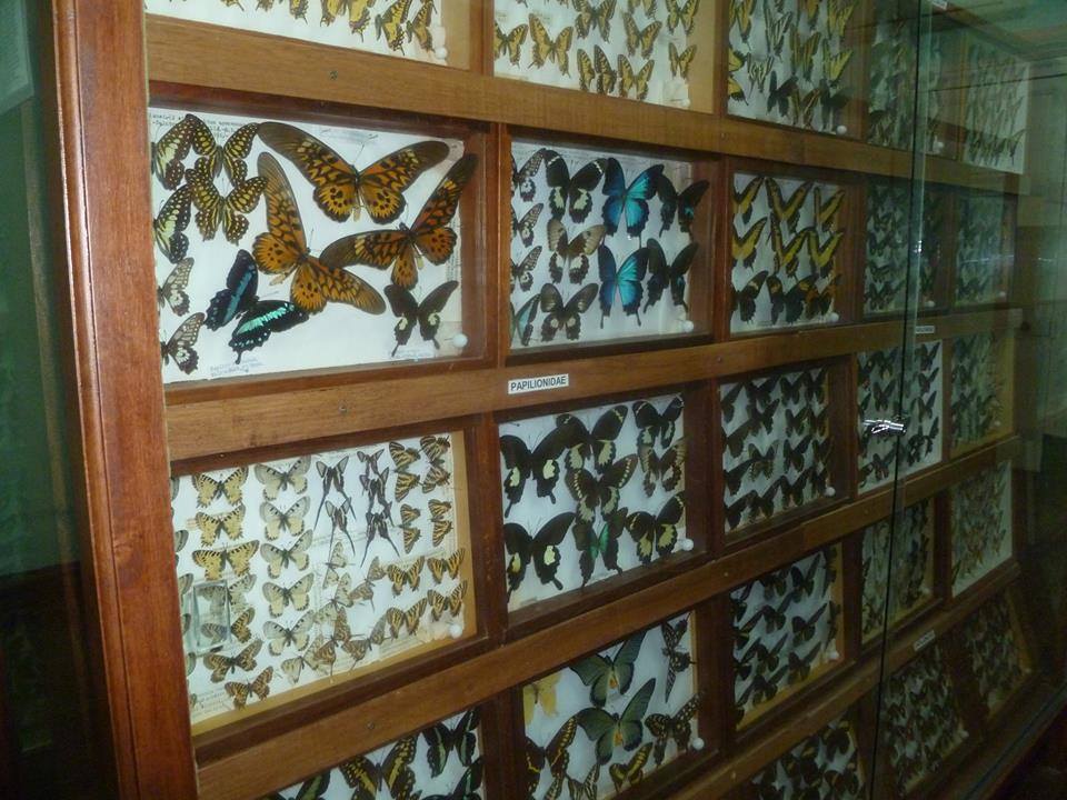 Butterflies, Exposición de mariposas y algo más